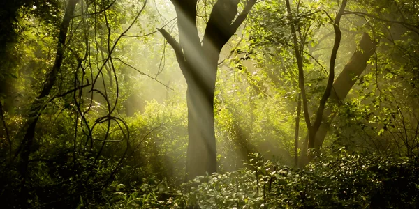 Medio ambiente Rayos de sol filtrándose entre los árboles de un bosque, representando el medio ambiente